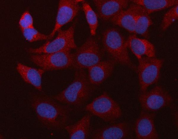 RBMS1 Antibody