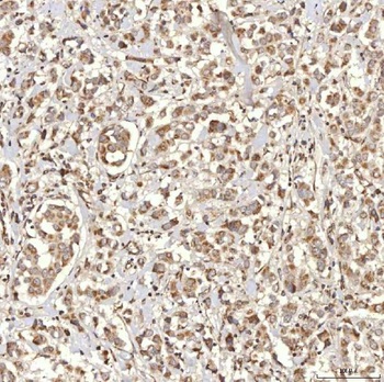 RBMS1 Antibody