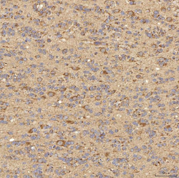 RBMS1 Antibody