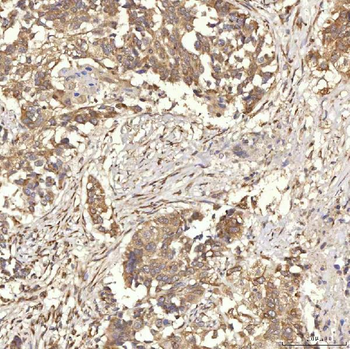 RBMS1 Antibody