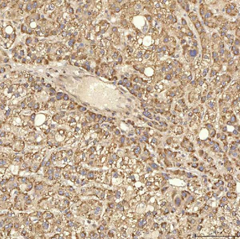 RBMS1 Antibody