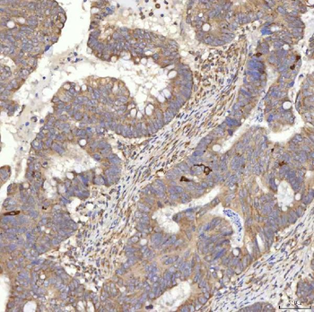 RBMS1 Antibody