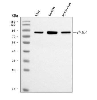 GAB2 Antibody