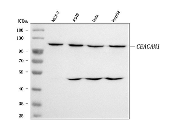 CEACAM1 Rabbit Polyclonal Antibody