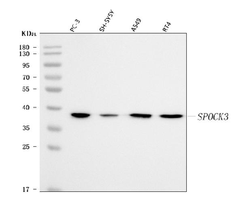 SPOCK3 Antibody