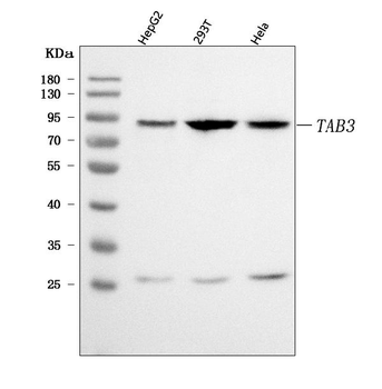 TAB3 Antibody