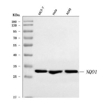 NQO1 Rabbit Polyclonal Antibody