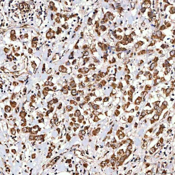NLRX1 Antibody