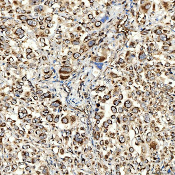 NLRX1 Antibody