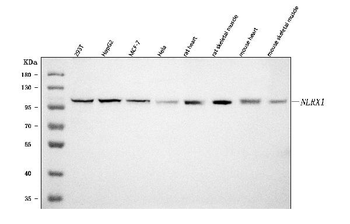 NLRX1 Antibody