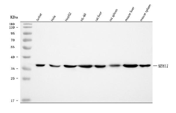 MDH1 Rabbit Polyclonal Antibody
