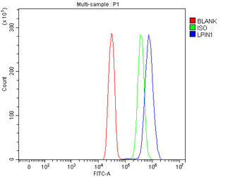 Lipin 1/LPIN1 Rabbit Polyclonal Antibody