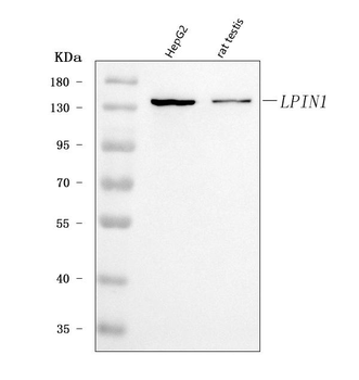 Lipin 1/LPIN1 Rabbit Polyclonal Antibody