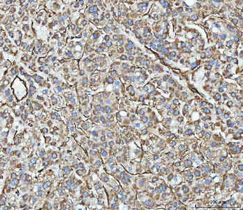 PTRF/CAVIN1 Antibody