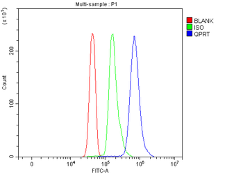 QPRT Rabbit Polyclonal Antibody