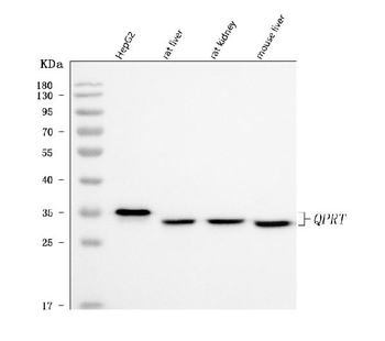 QPRT Rabbit Polyclonal Antibody