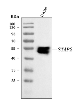 STAP2 Rabbit Polyclonal Antibody