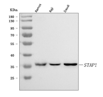 STAP-1/STAP1/STAP Rabbit Polyclonal Antibody