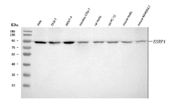 SSRP1 Antibody