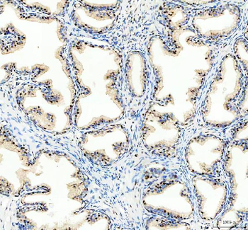 ARS2/SRRT Antibody