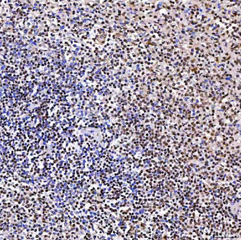 ARS2/SRRT Antibody