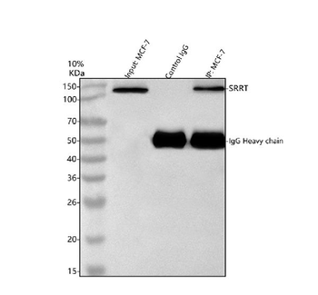 ARS2/SRRT Antibody