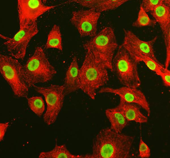 ARS2/SRRT Antibody