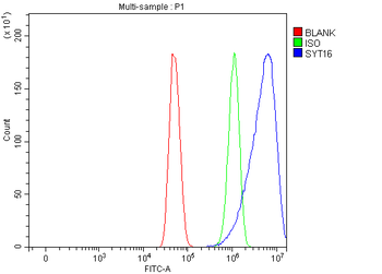 SYT16 Rabbit Polyclonal Antibody