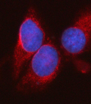 SYT16 Rabbit Polyclonal Antibody