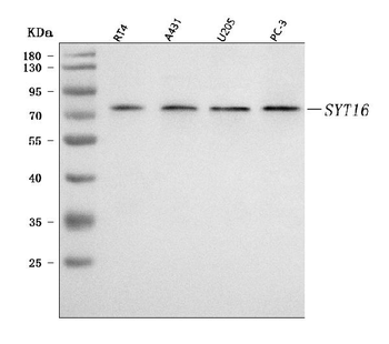 SYT16 Rabbit Polyclonal Antibody