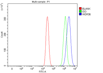WDR36 Rabbit Polyclonal Antibody
