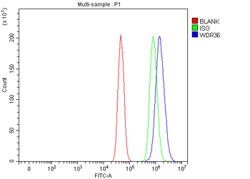 WDR36 Rabbit Polyclonal Antibody