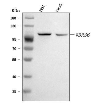 WDR36 Rabbit Polyclonal Antibody