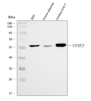 Nesprin 2/SYNE2 Antibody