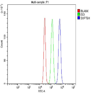 Spt6/SUPT6H Antibody