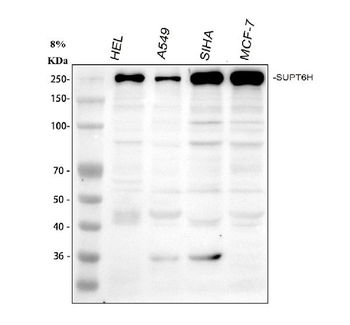 Spt6/SUPT6H Antibody