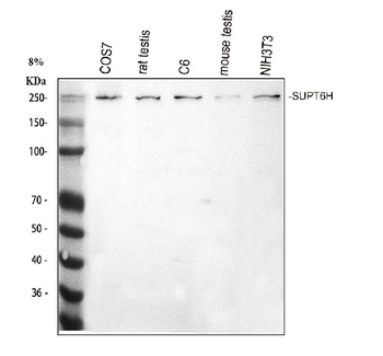 Spt6/SUPT6H Antibody