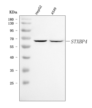 Synip/STXBP4 Antibody