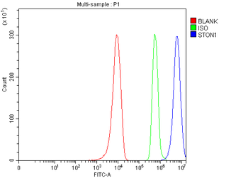 STON1 Rabbit Polyclonal Antibody