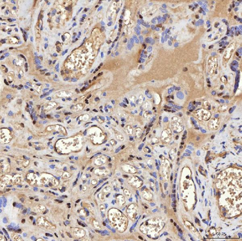 SA2/STAG2 Antibody