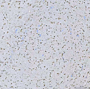 SA2/STAG2 Antibody