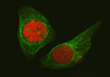SA2/STAG2 Antibody