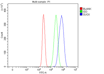 Sulfite oxidase/SUOX Rabbit Polyclonal Antibody