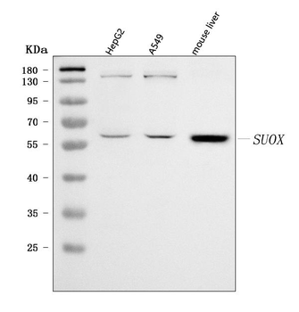 Sulfite oxidase/SUOX Rabbit Polyclonal Antibody