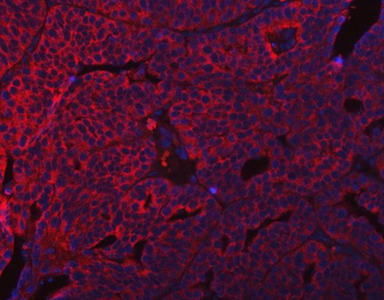 SUMF2 Antibody