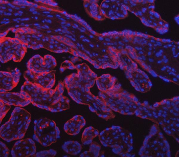 SUMF2 Antibody