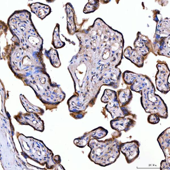 SUMF2 Antibody