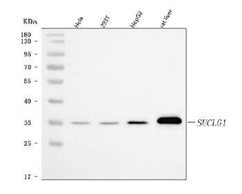 SUCLG1 Antibody