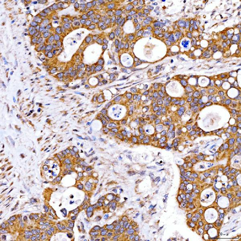Rab4/RAB4A Antibody