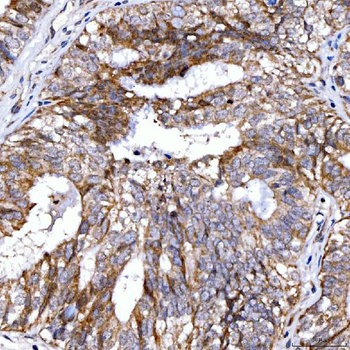 Rab4/RAB4A Antibody